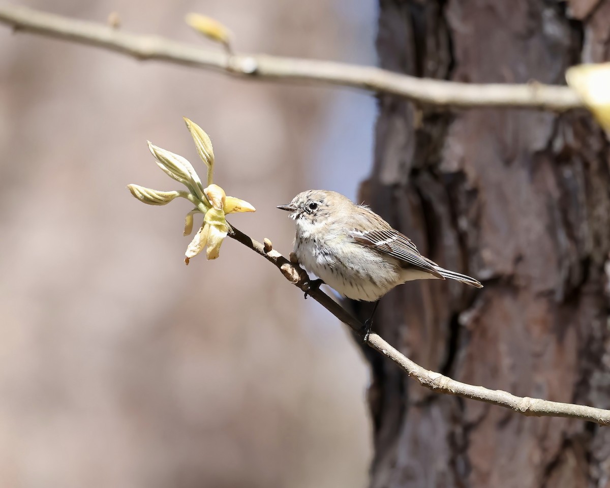 lesňáček žlutoskvrnný (ssp. coronata) - ML616427925