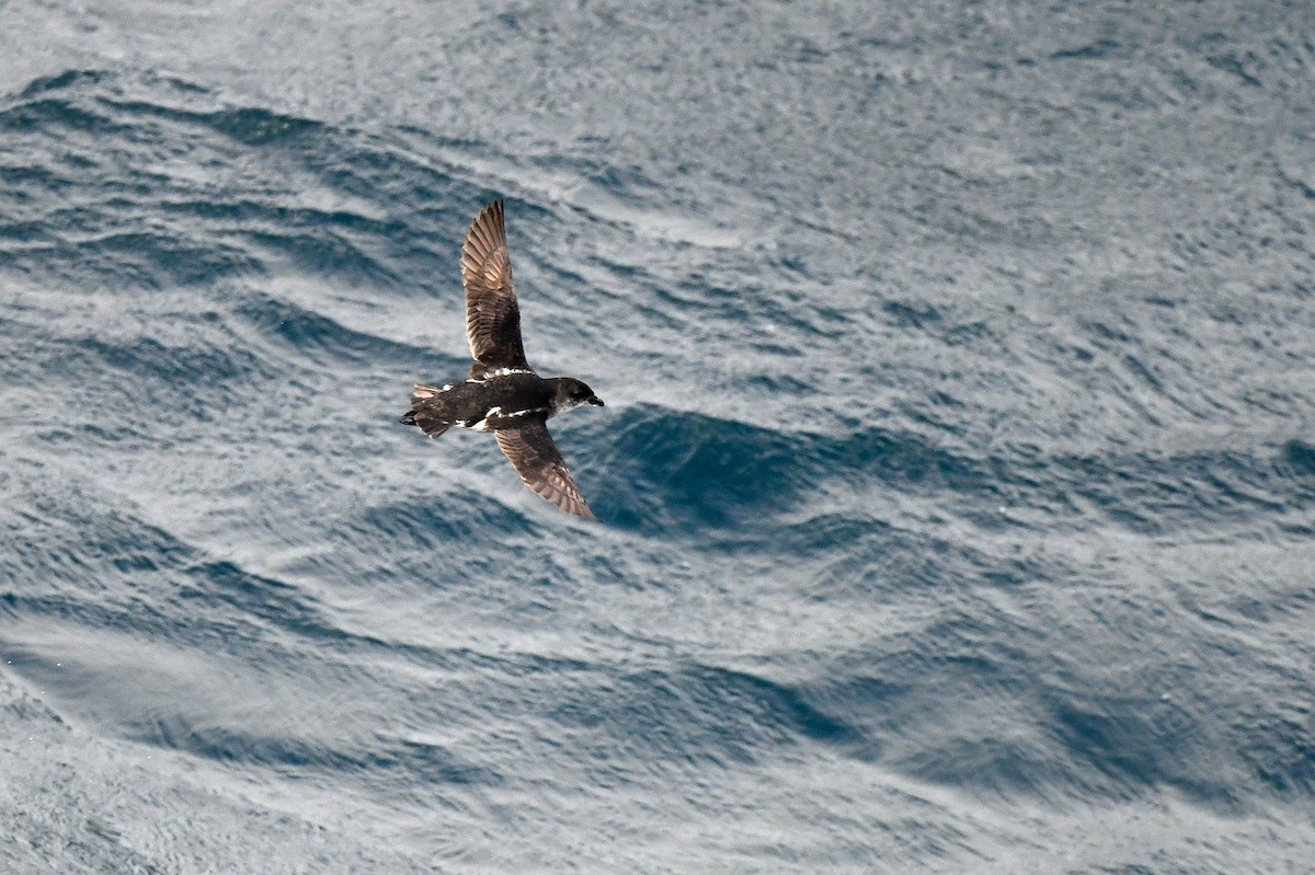 Common Diving-Petrel - ML616427926