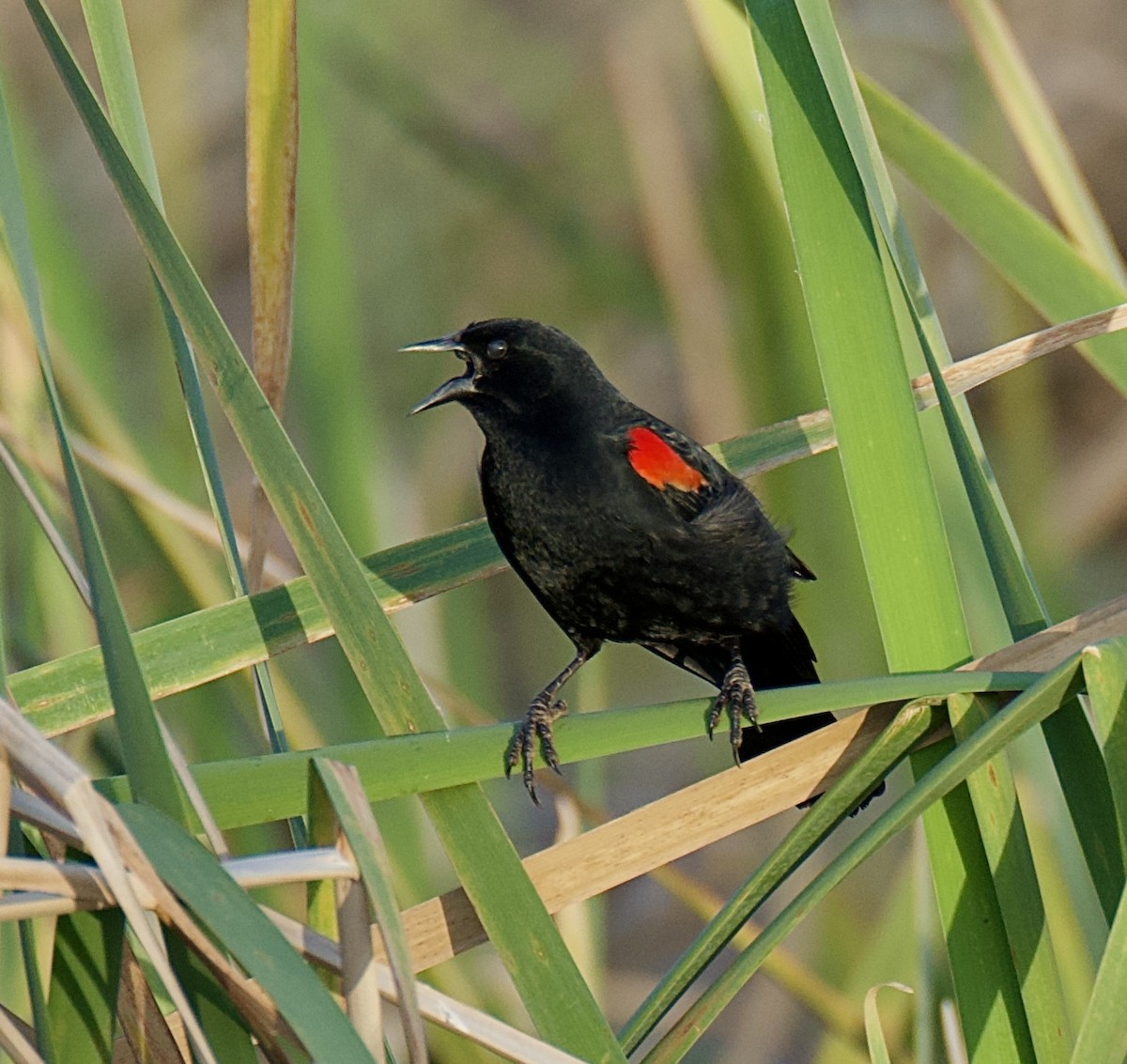 Red-winged Blackbird - Frank Severson