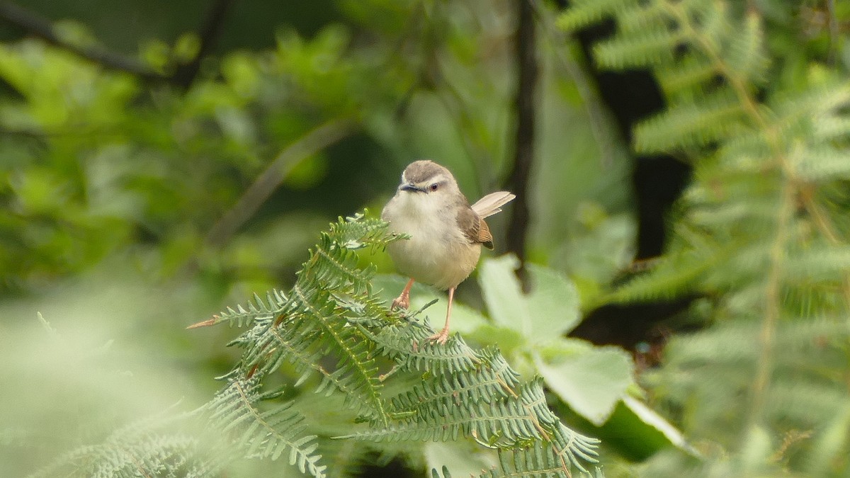 Tawny-flanked Prinia - Andrej Bibic