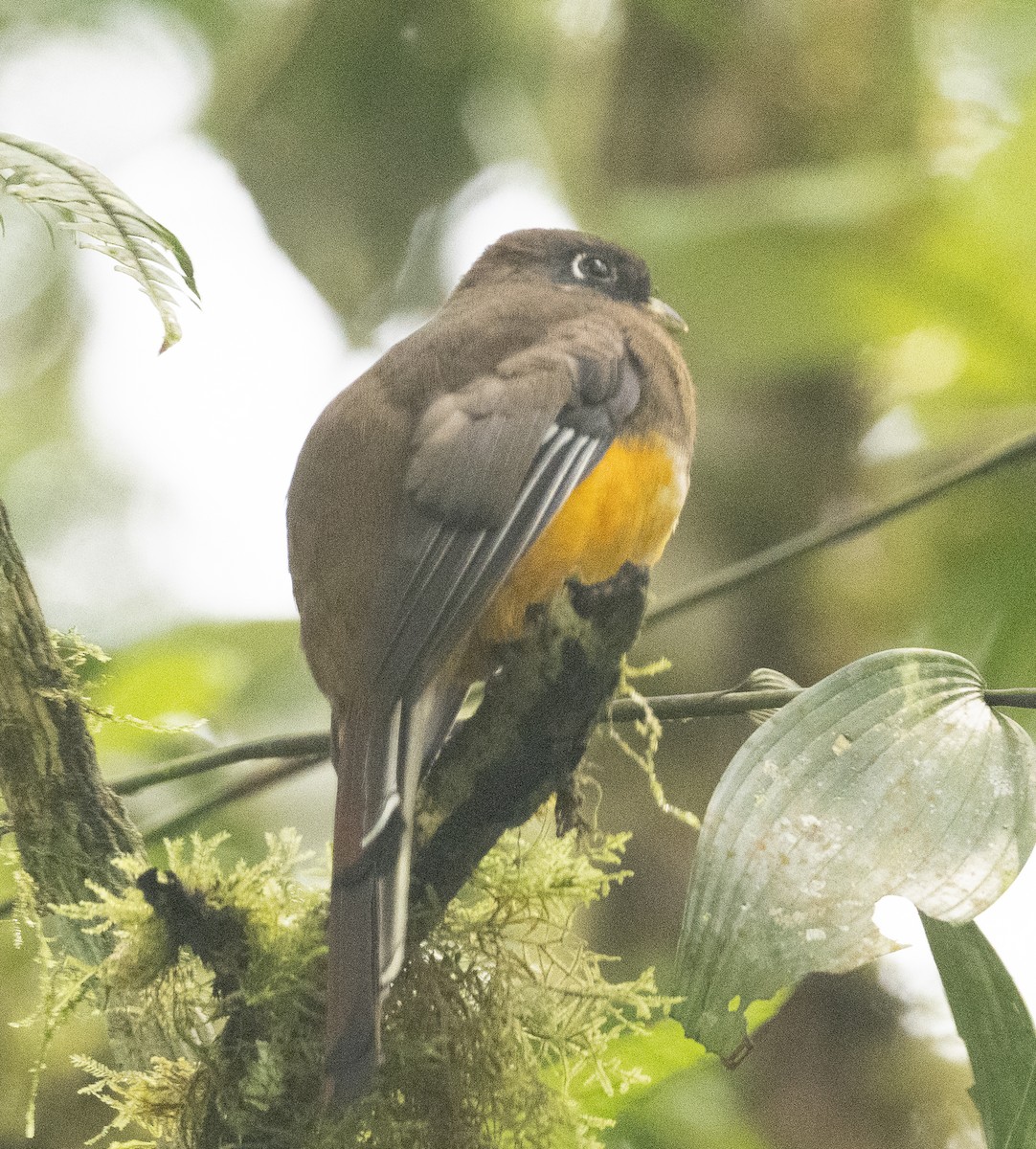 Collared Trogon - ML616427952