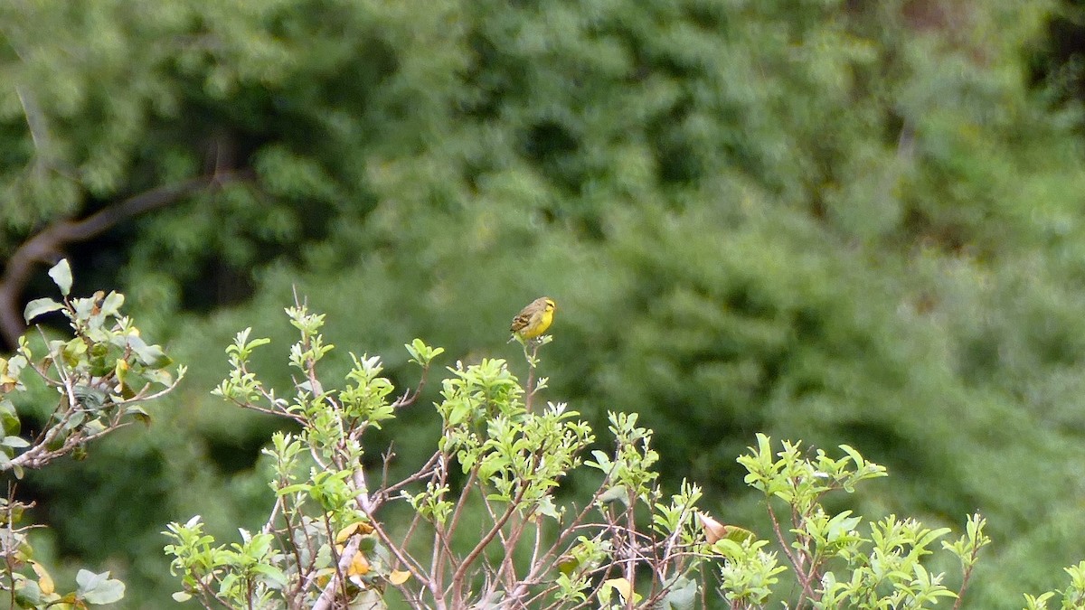 Yellow-fronted Canary - Andrej Bibic