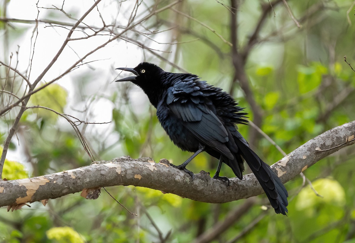 Great-tailed Grackle - ML616428026