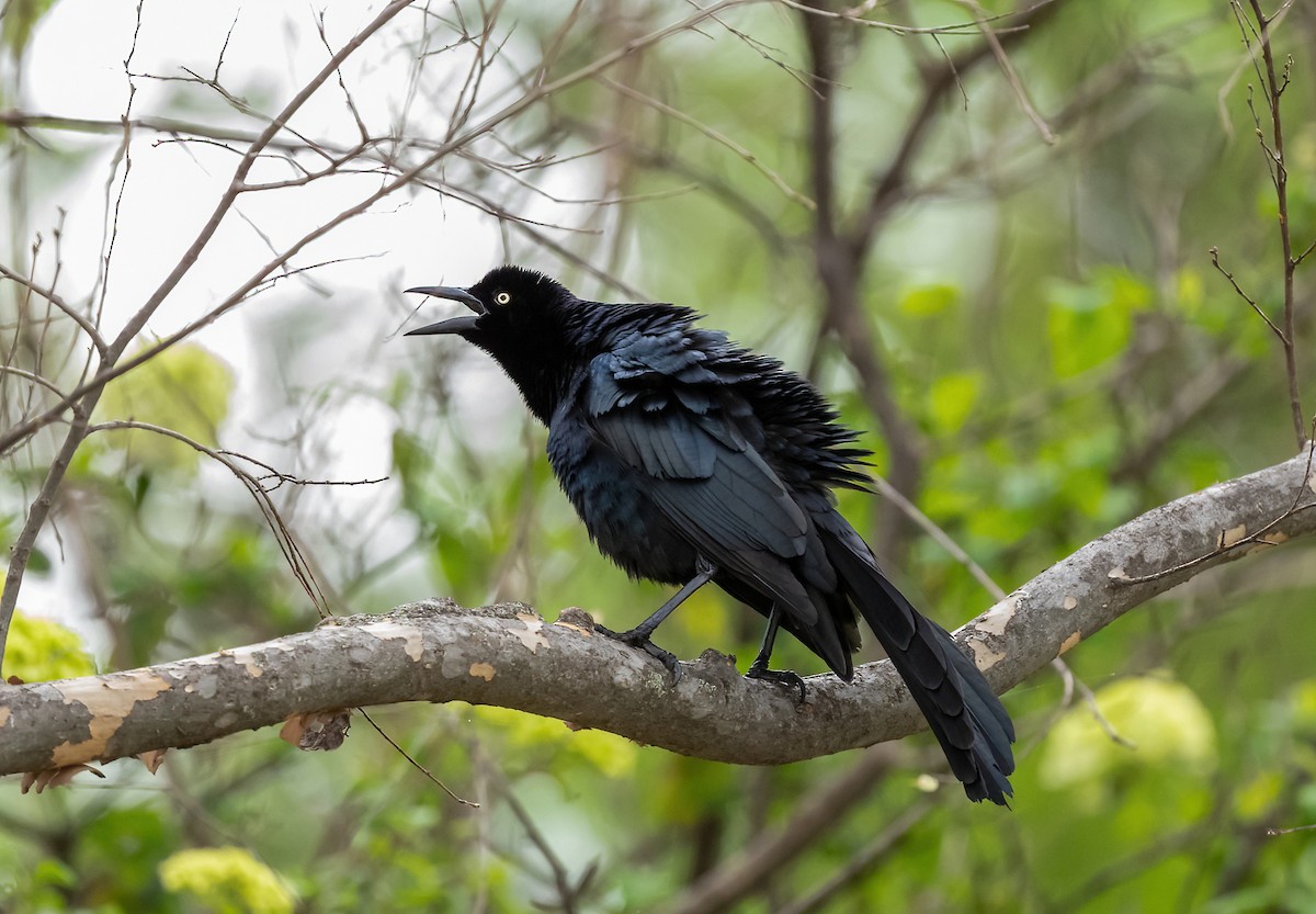 Great-tailed Grackle - ML616428027