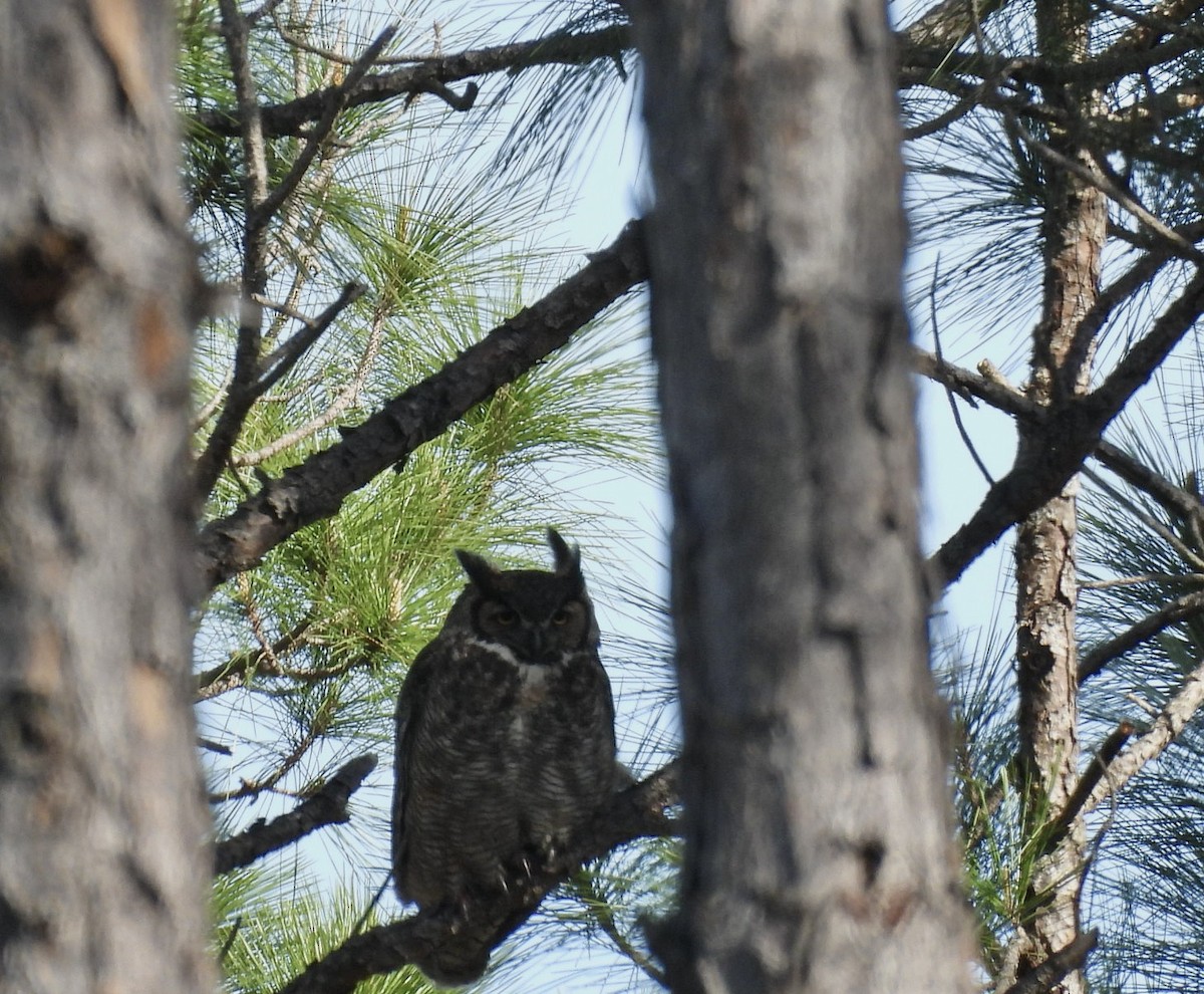 Great Horned Owl - ML616428046