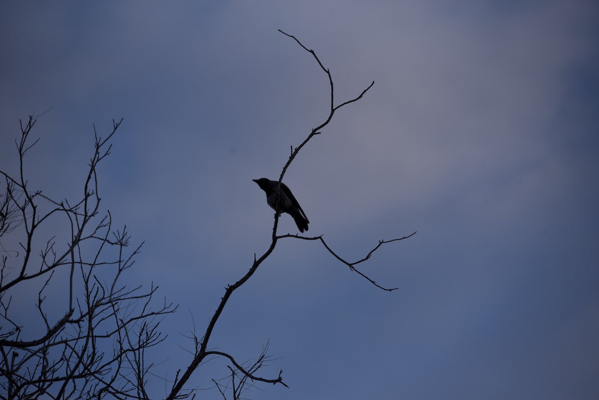 Hooded Crow - ML616428076