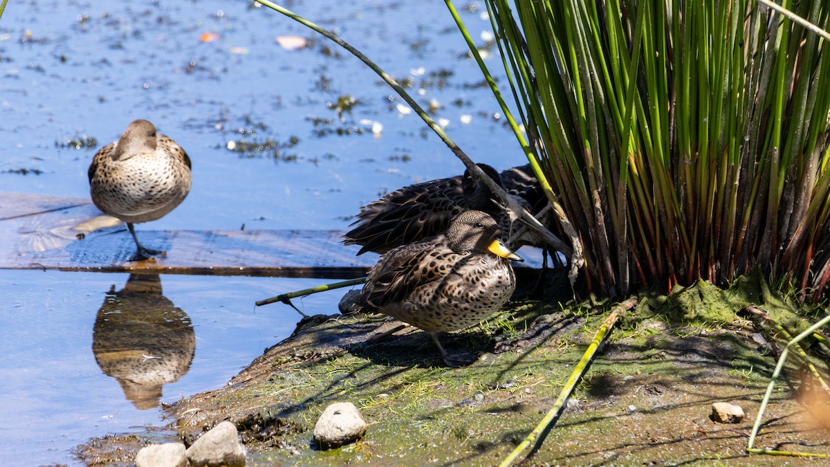 Yellow-billed Pintail - Andres Arancibia