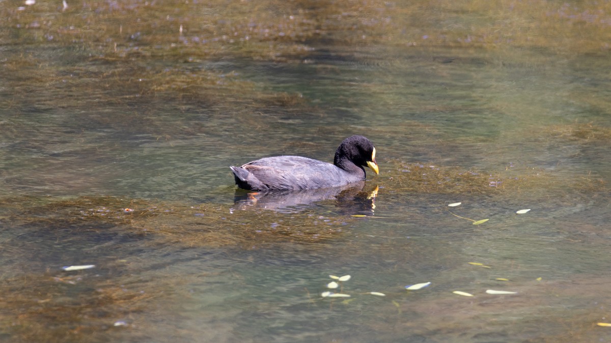 Red-gartered Coot - ML616428169