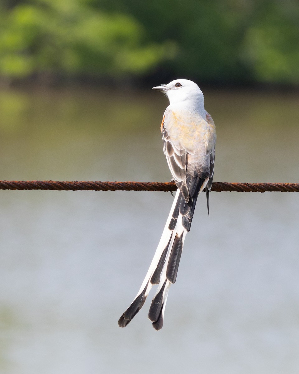 Scissor-tailed Flycatcher - ML616428174