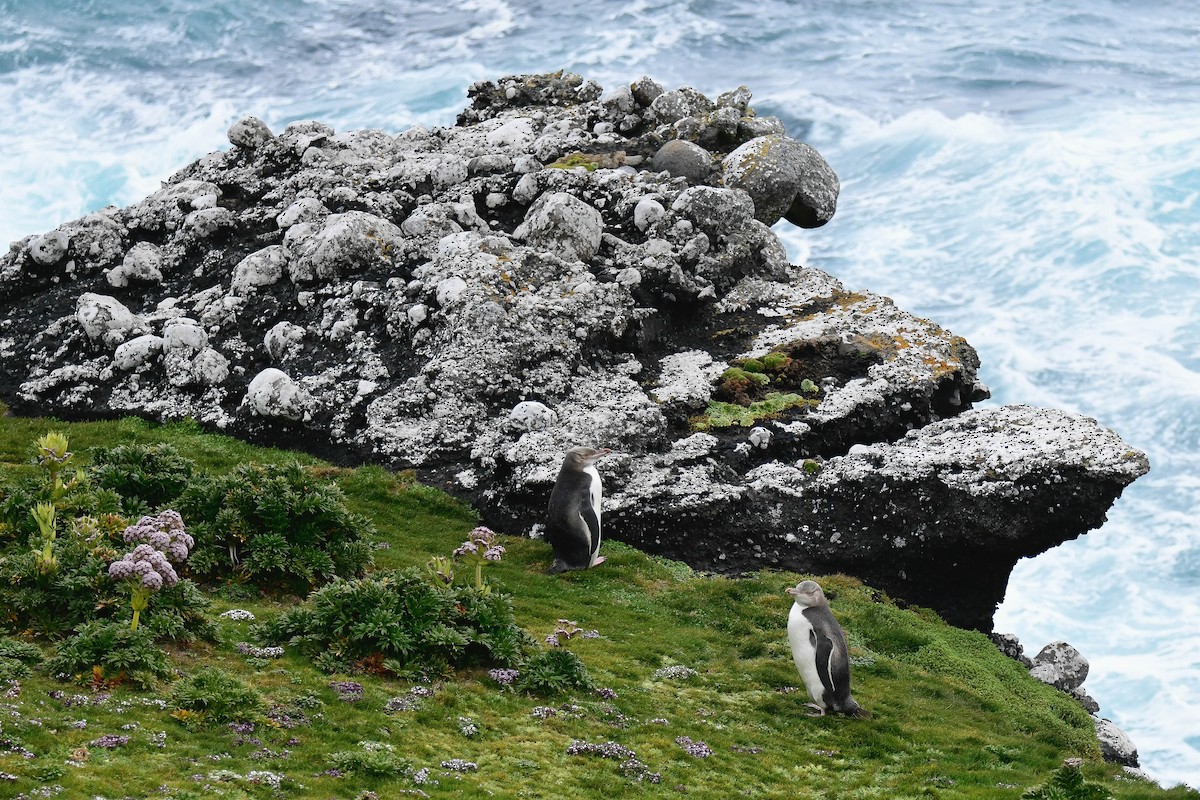 Yellow-eyed Penguin - ML616428186