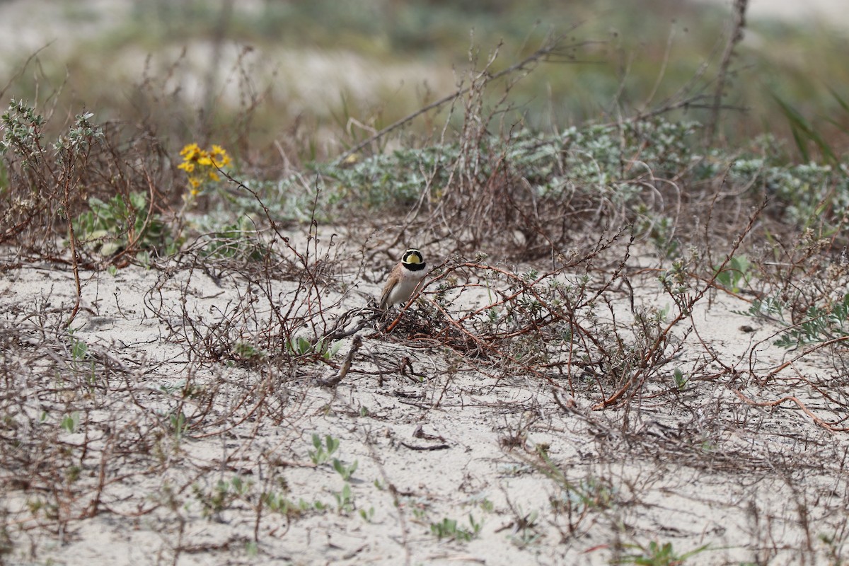 Horned Lark - ML616428288