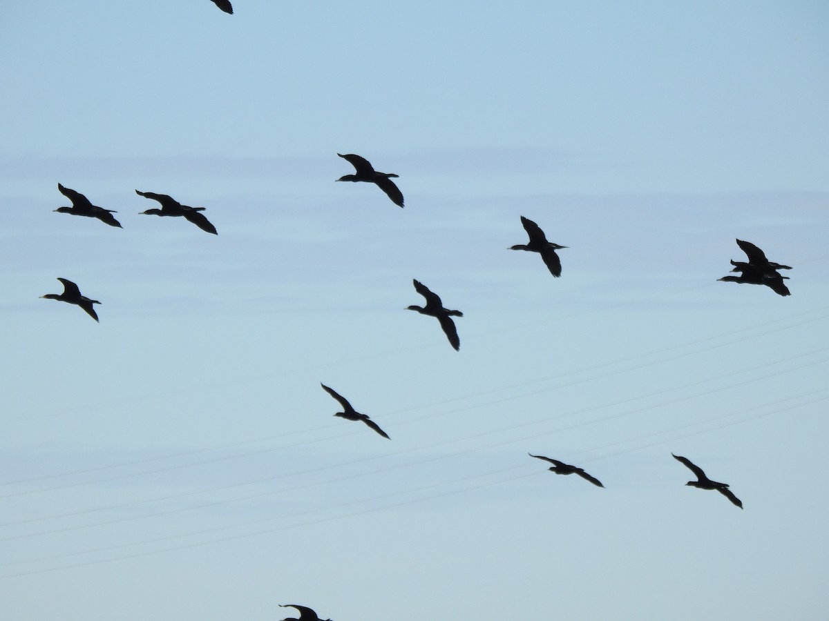 Double-crested Cormorant - ML616428291