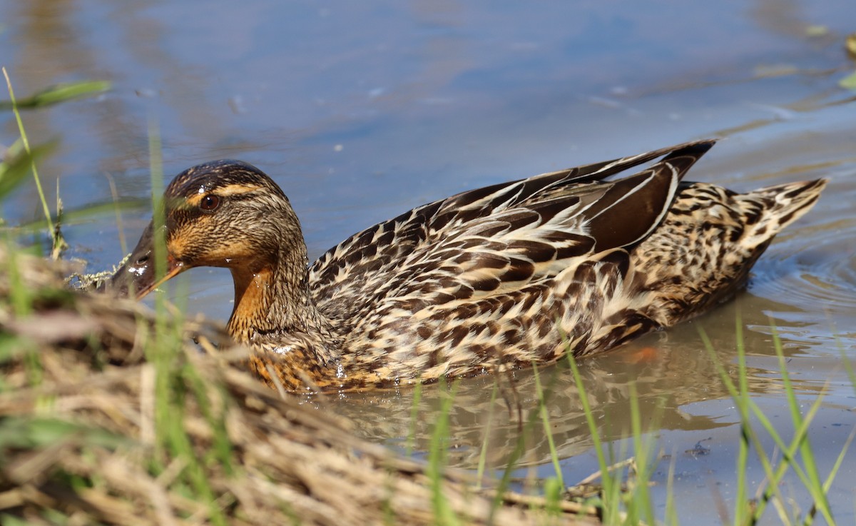 Canard colvert - ML616428441