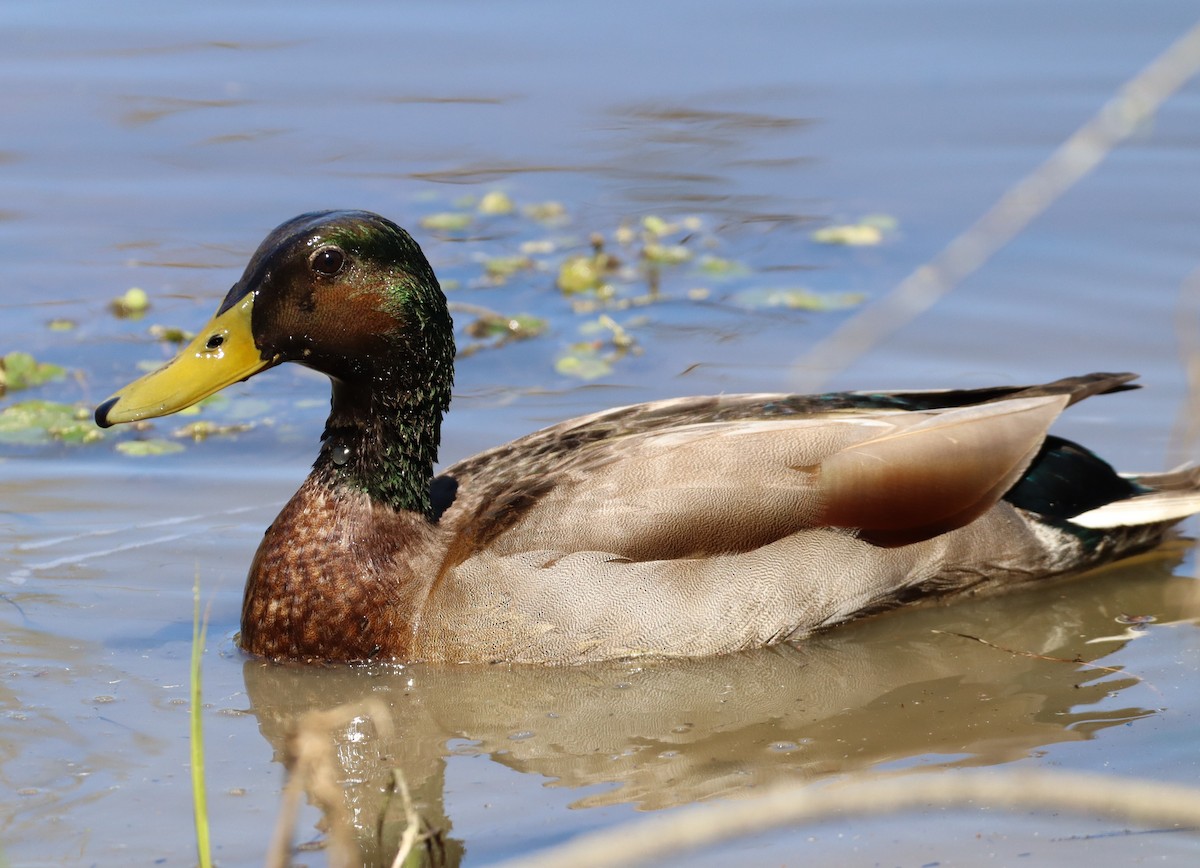 Canard colvert - ML616428443