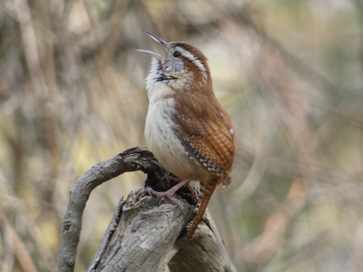 Carolina Wren - Matthew Matlock