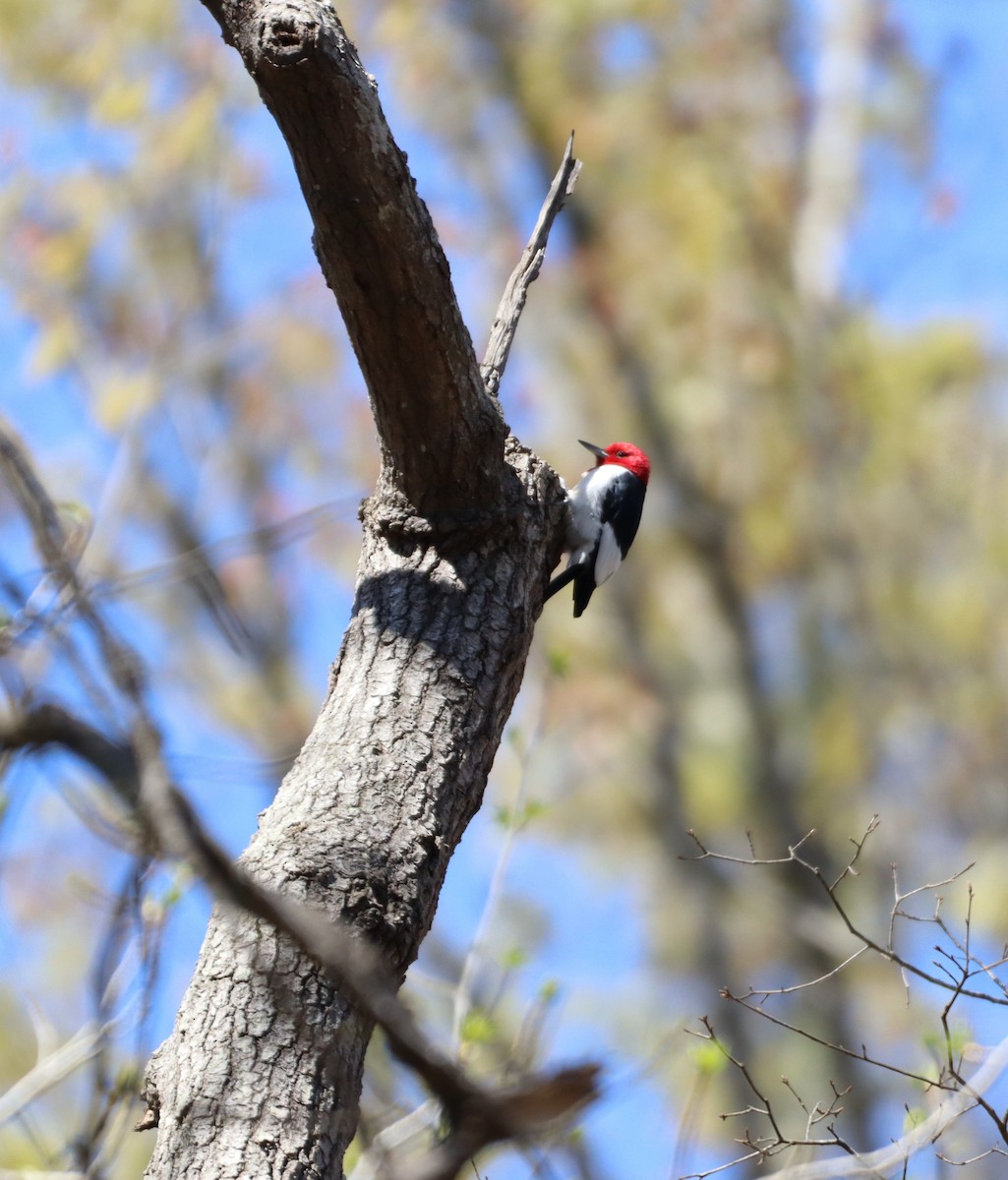 Red-headed Woodpecker - Christine Weisse