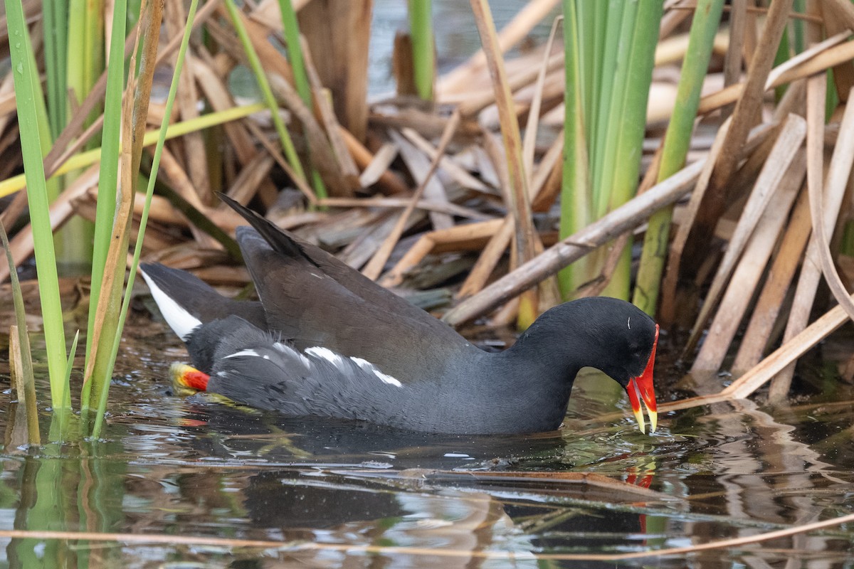 Common Gallinule - ML616428464