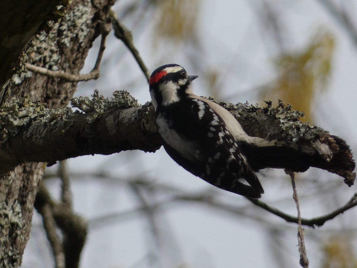 Downy Woodpecker - Matthew Matlock