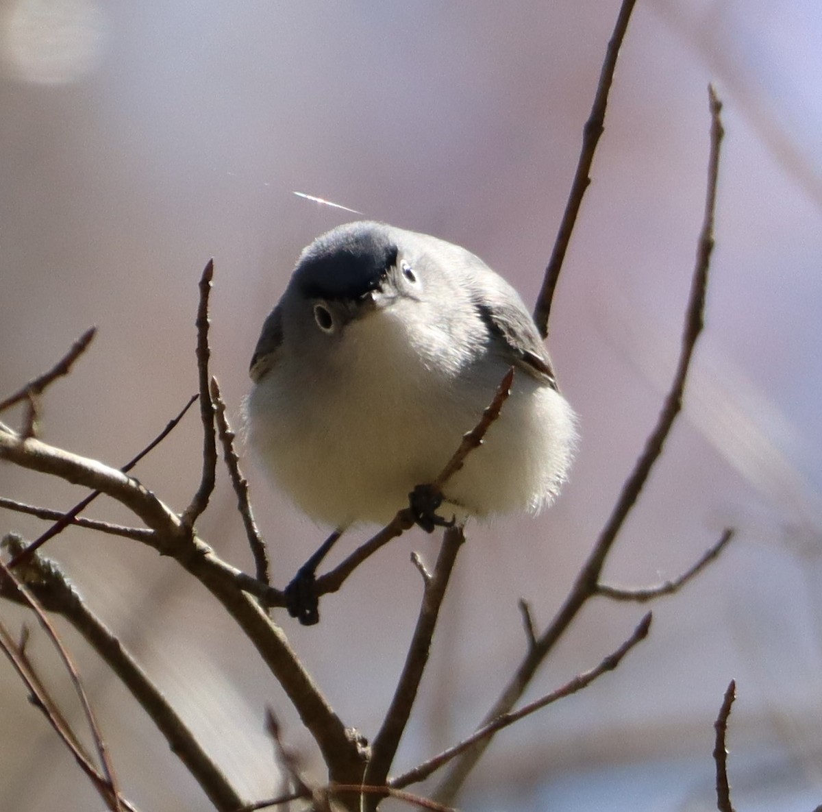 Blue-gray Gnatcatcher - ML616428484