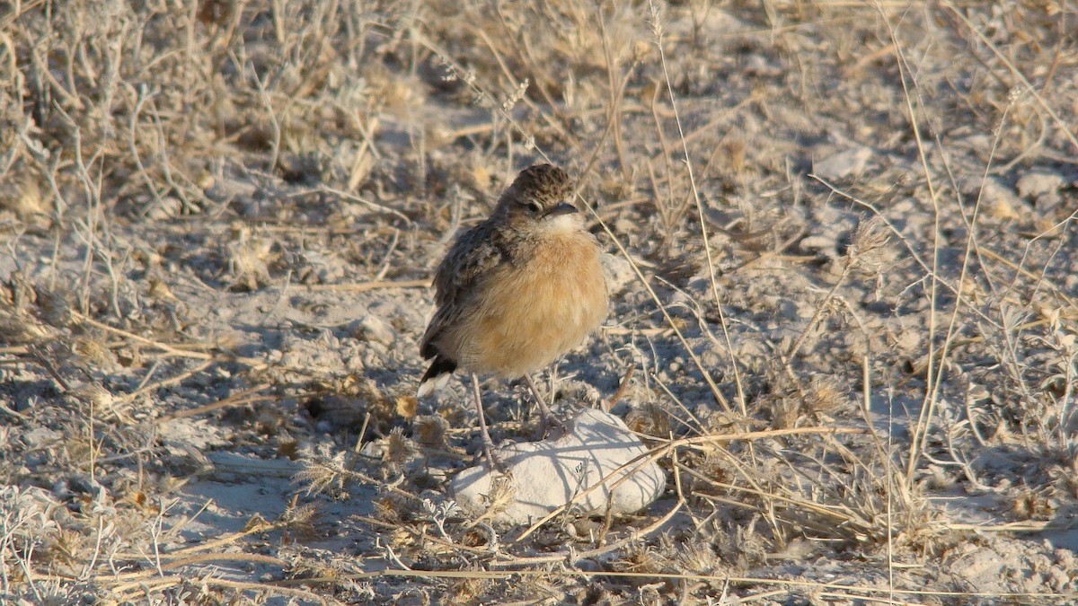 Eastern Clapper Lark - Andrej Bibic