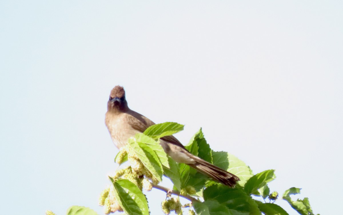 Bulbul des jardins - ML616428505