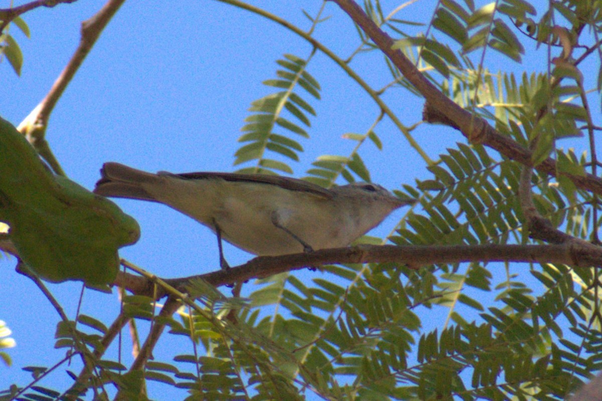 Warbling Vireo - Bill Hubbard