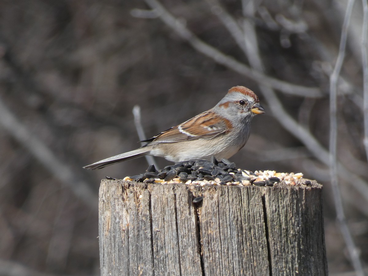 American Tree Sparrow - ML616428509