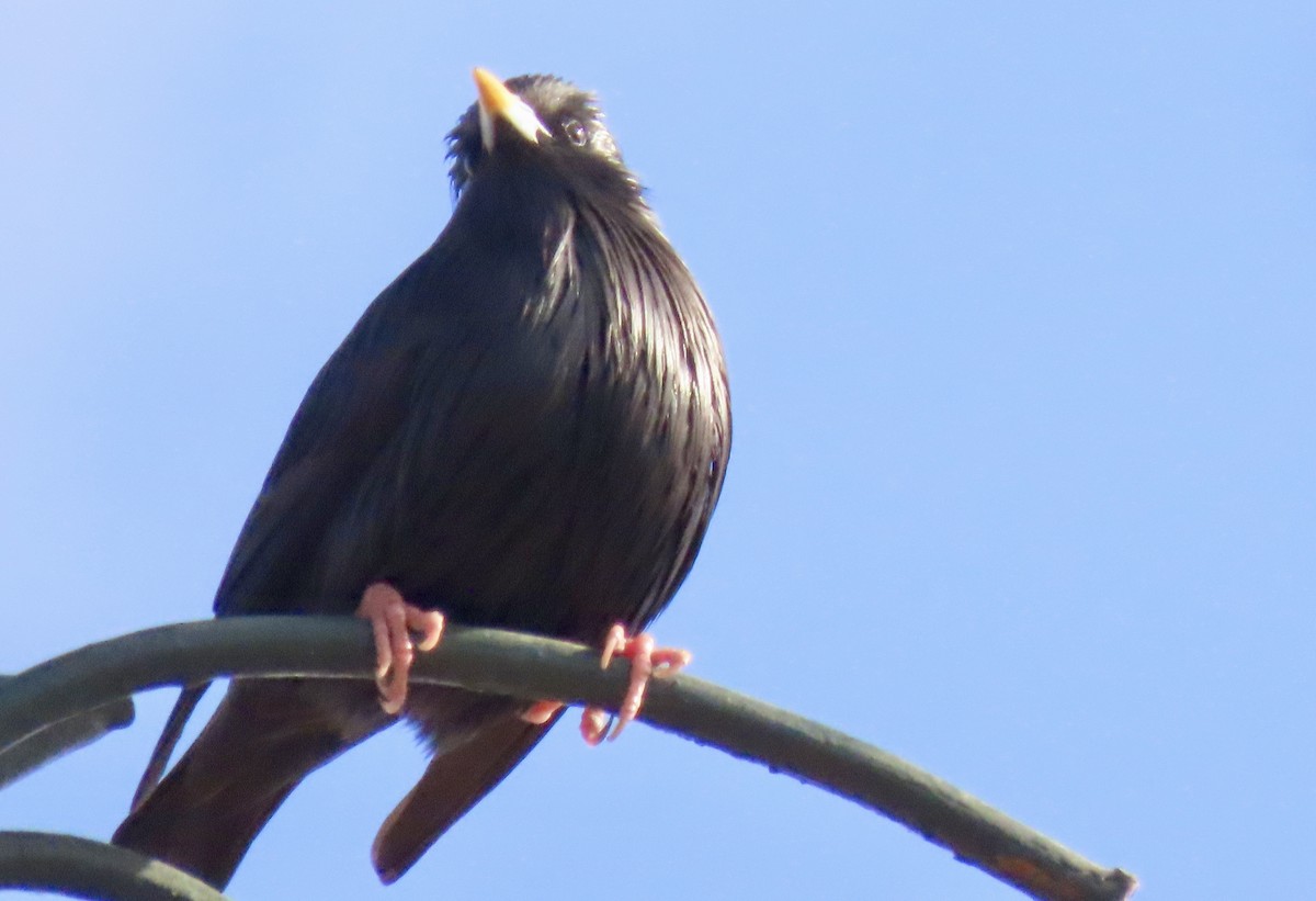 Spotless Starling - Oli Bailey