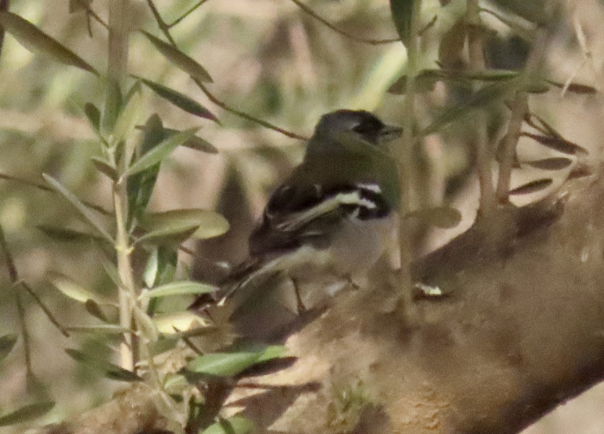 African Chaffinch - Oli Bailey