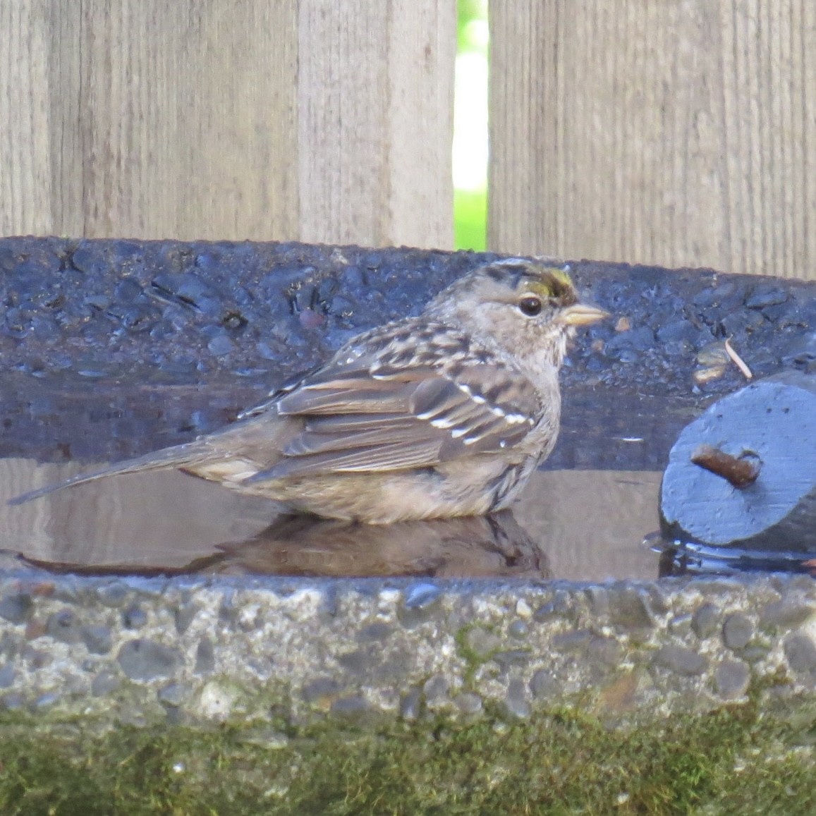 Golden-crowned Sparrow - ML616428544