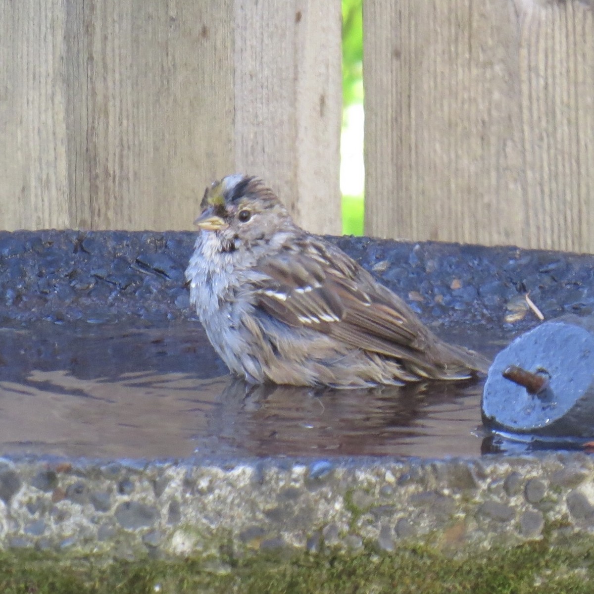 Golden-crowned Sparrow - ML616428545