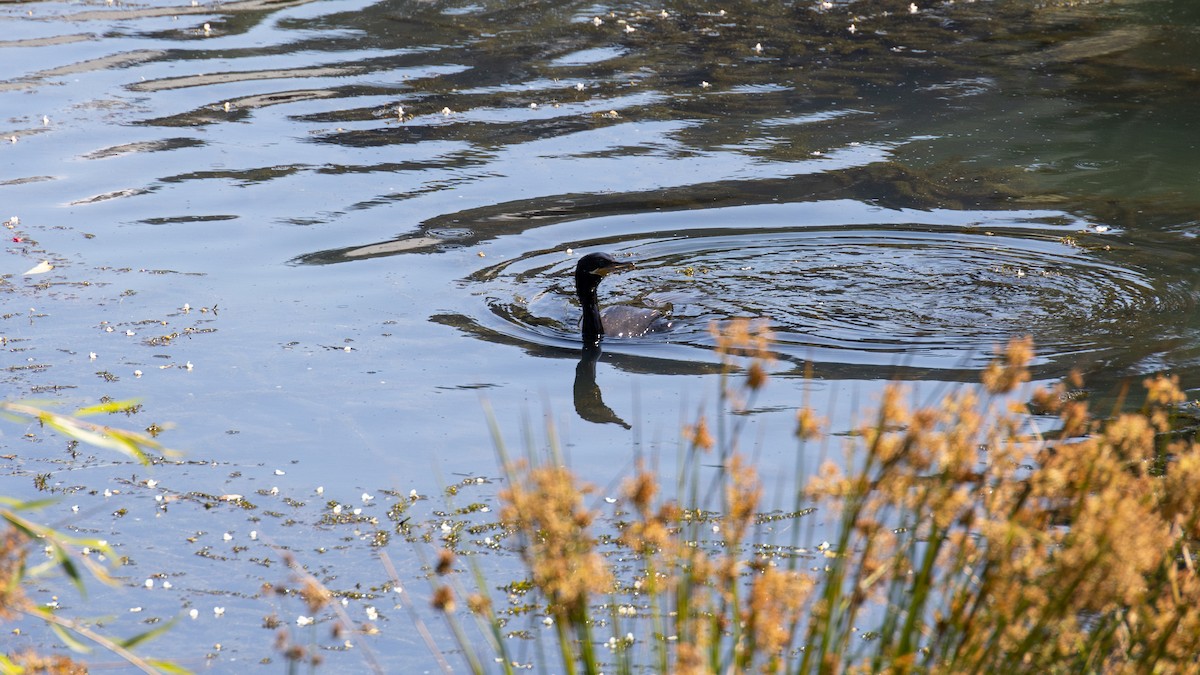 Neotropic Cormorant - ML616428559