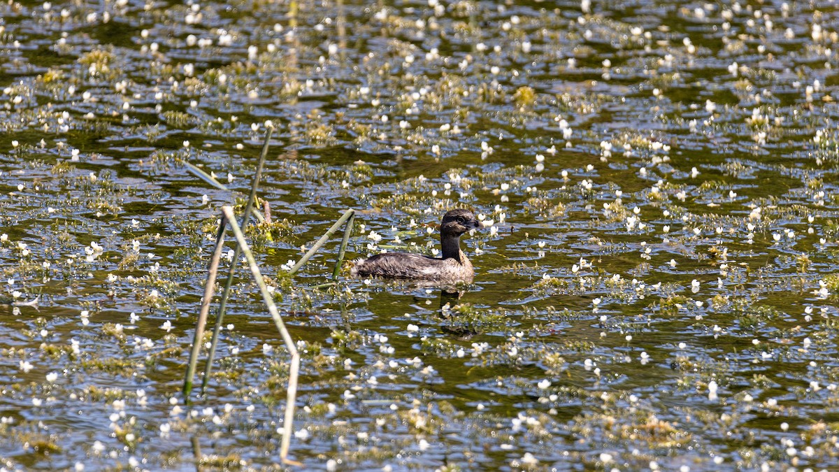 Pied-billed Grebe - ML616428563