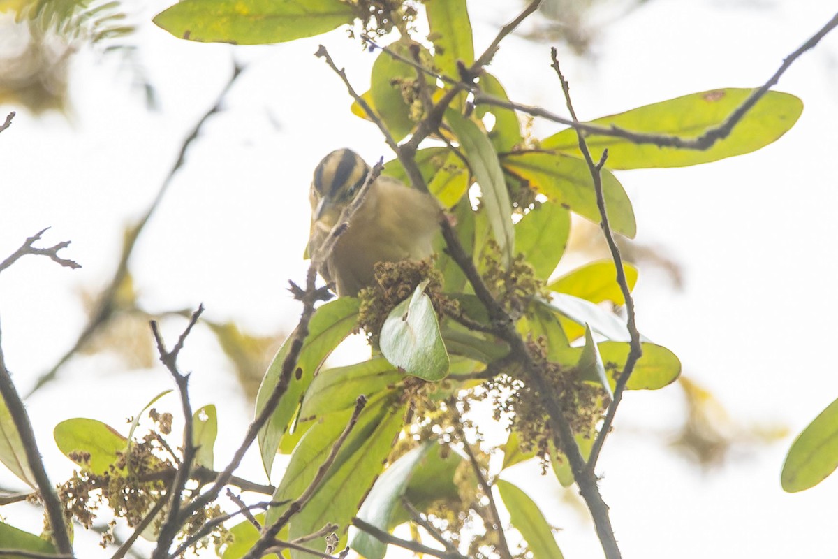 Worm-eating Warbler - ML616428591