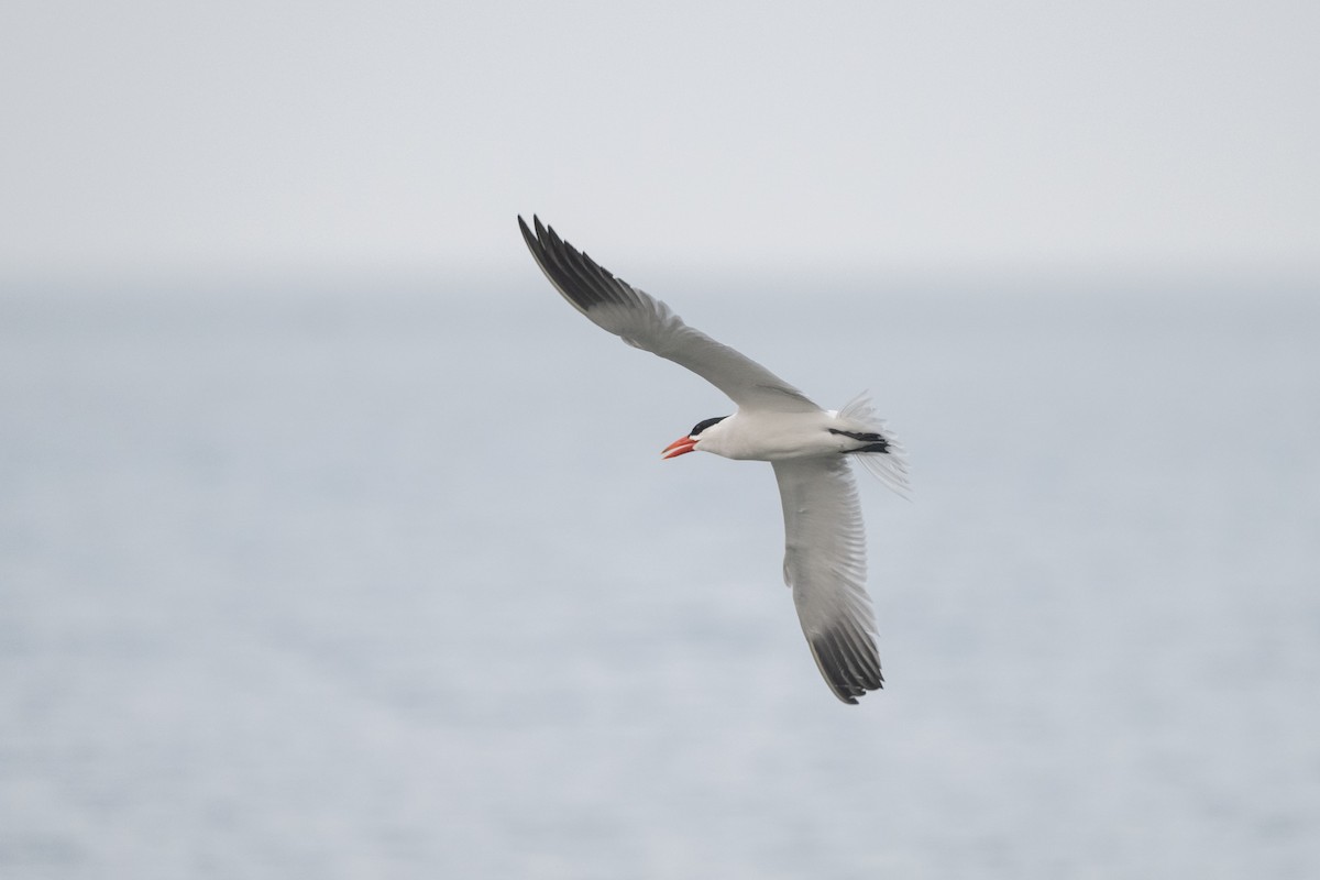 Caspian Tern - Steve Pearl