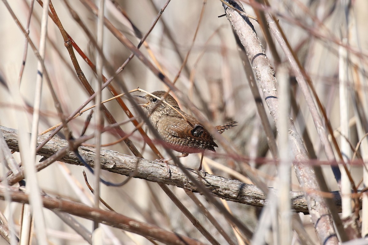 Winter Wren - ML616428610