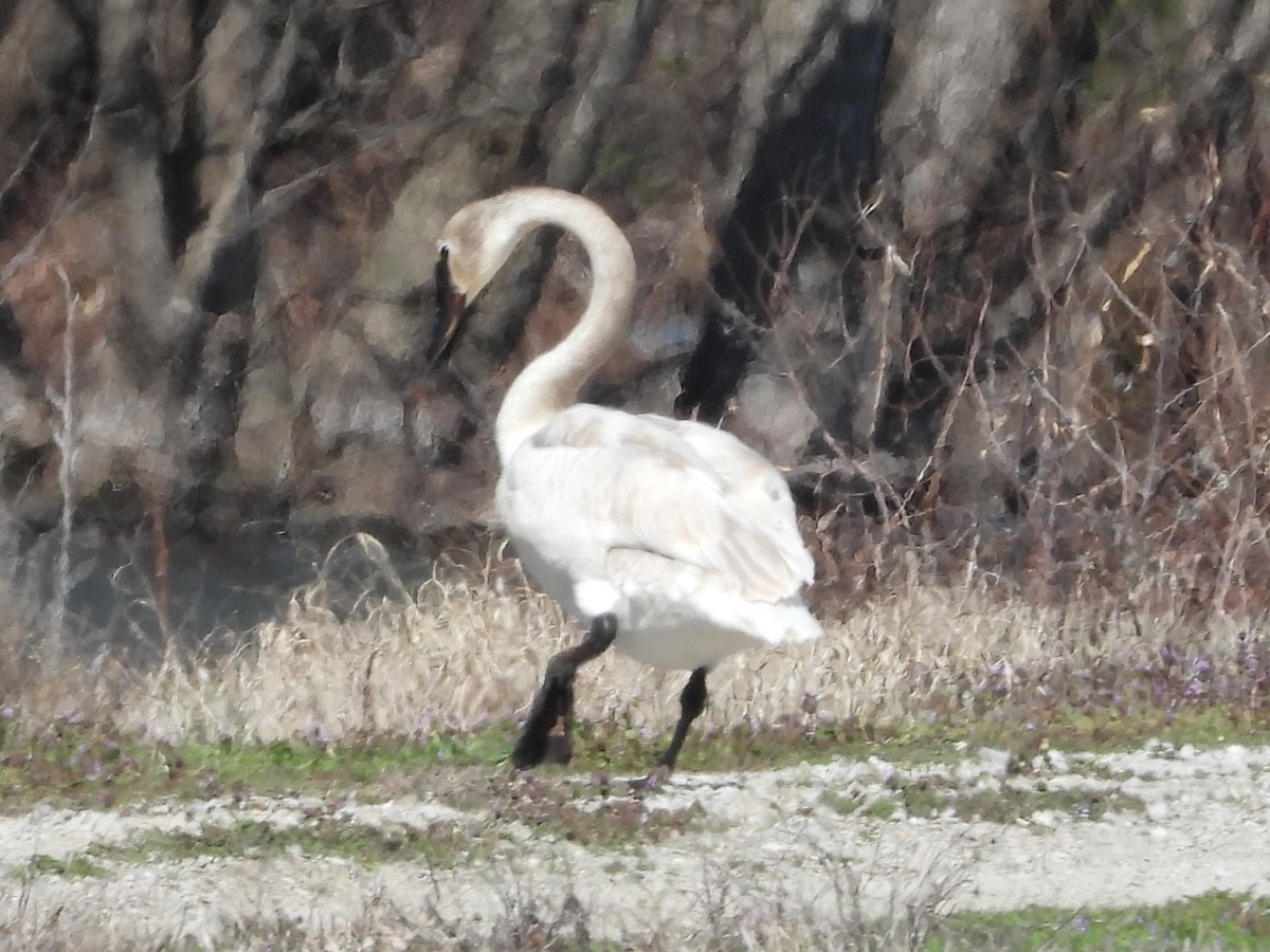 Trumpeter Swan - ML616428614