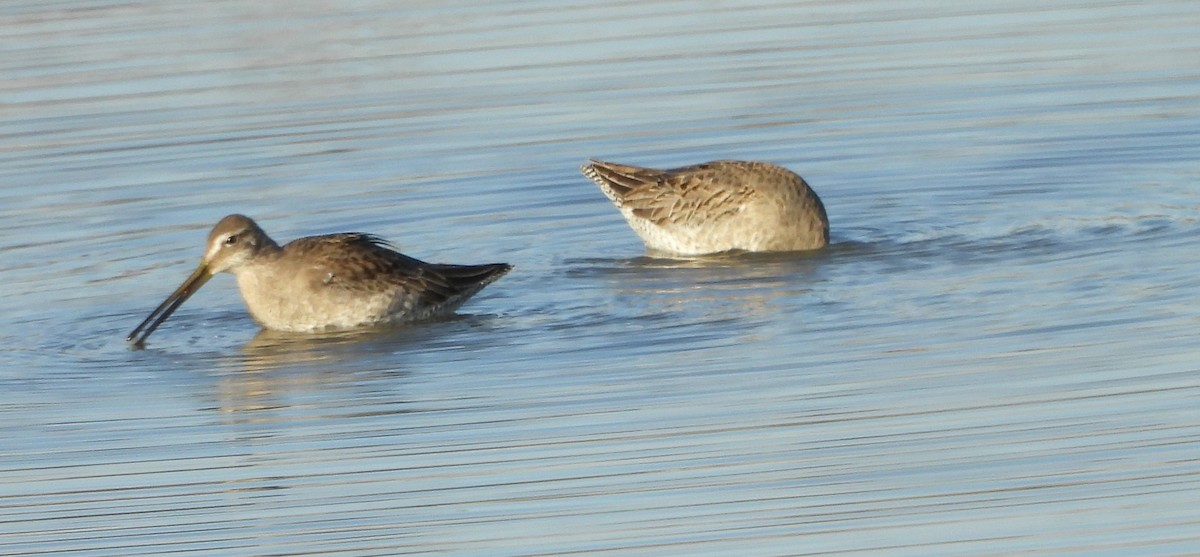 Long-billed Dowitcher - ML616428623