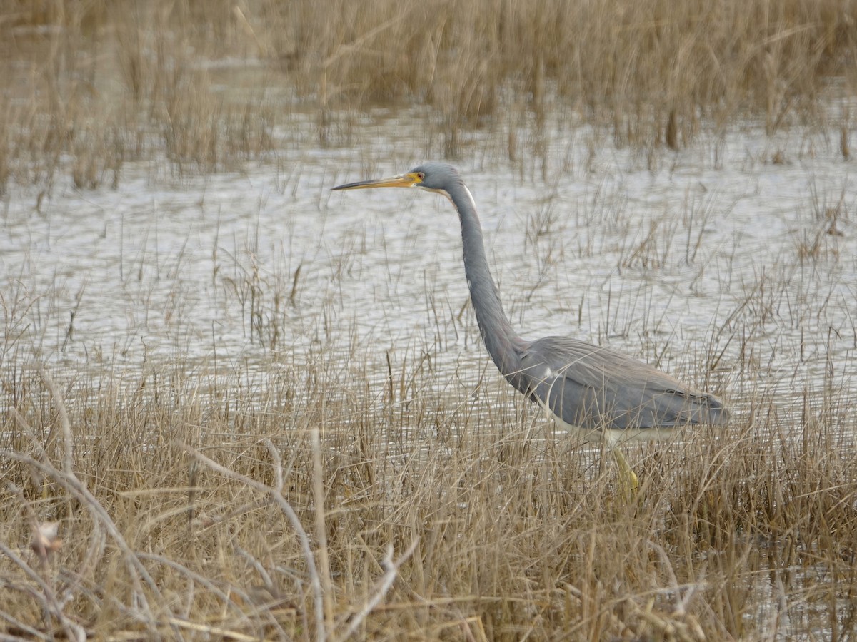 Tricolored Heron - ML616428641