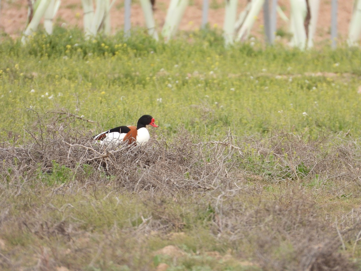 Common Shelduck - ML616428653