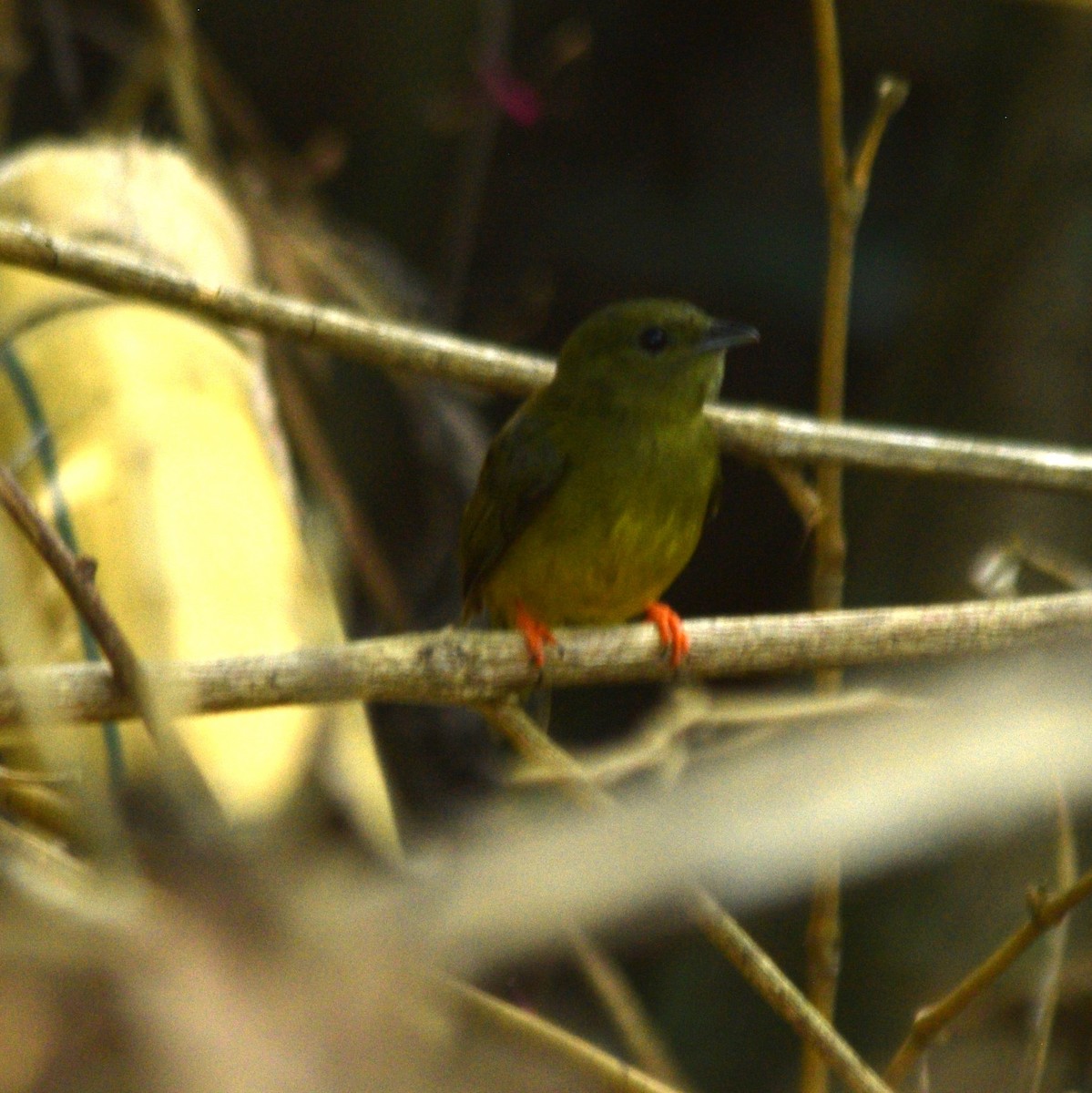 White-collared Manakin - ML616428711