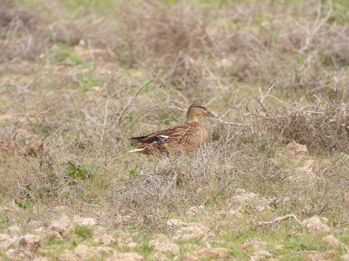 Mallard - Ricardo Bedia