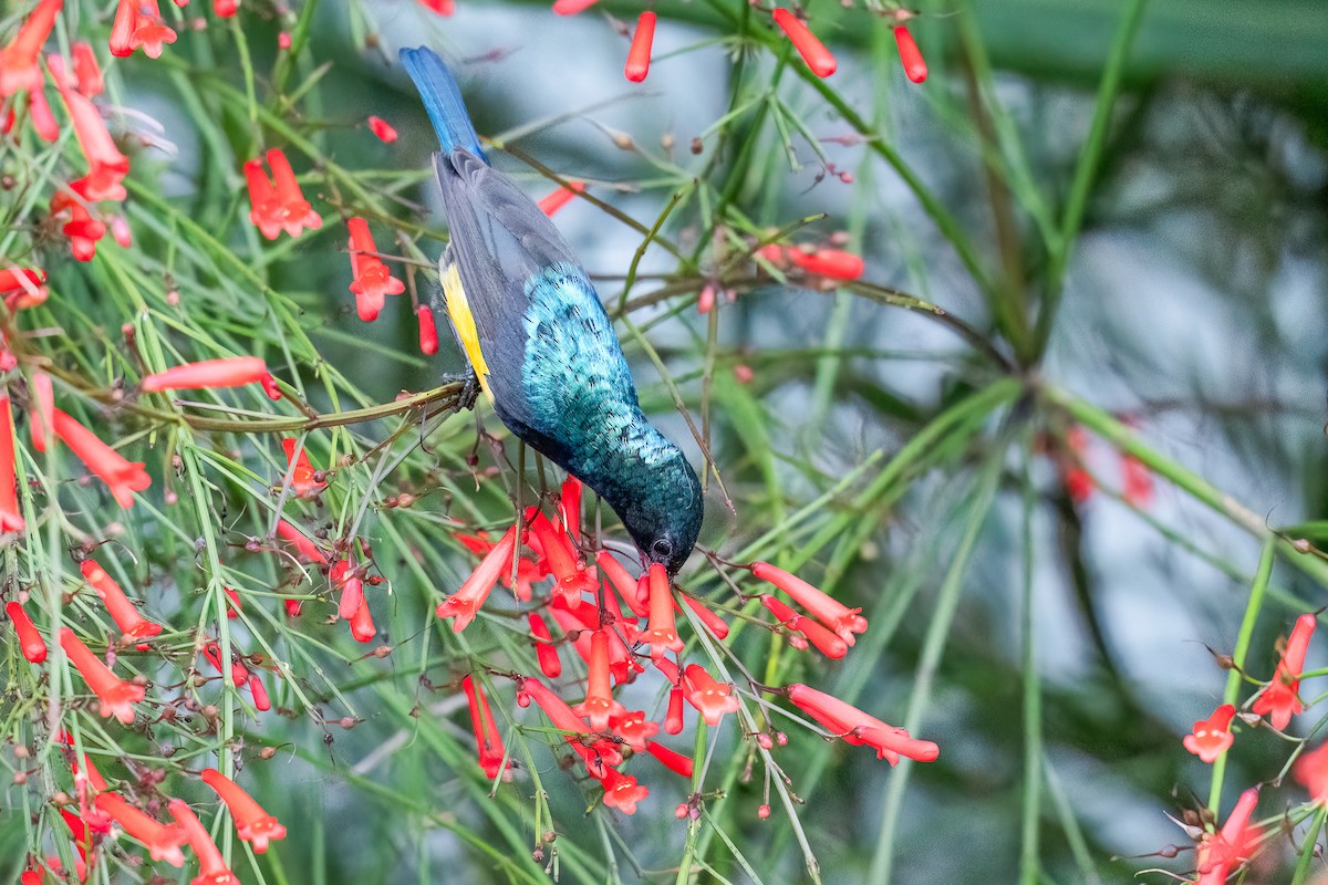 Variable Sunbird - ML616428795