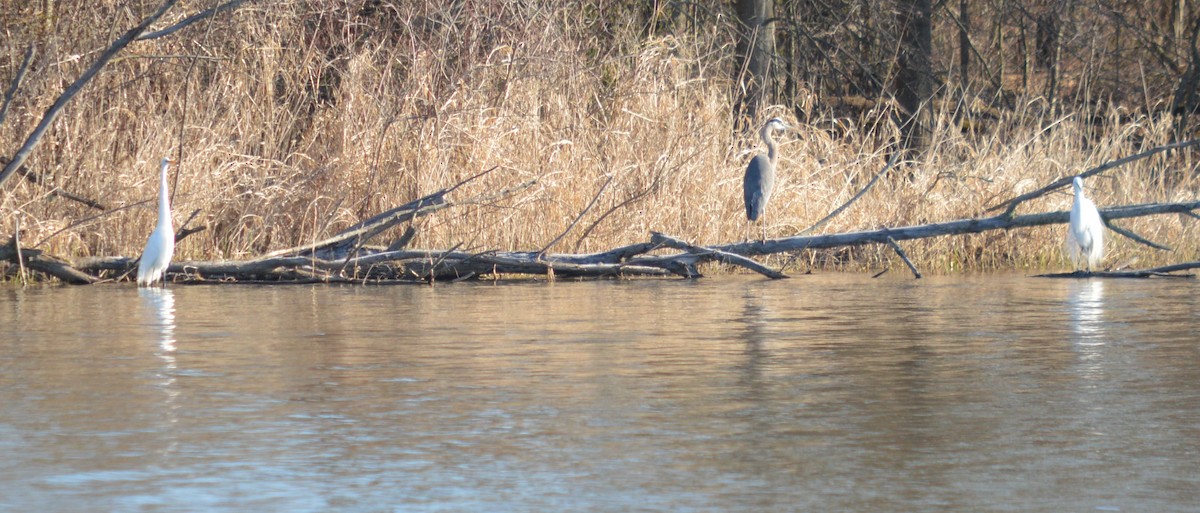 Great Egret - ML616428798