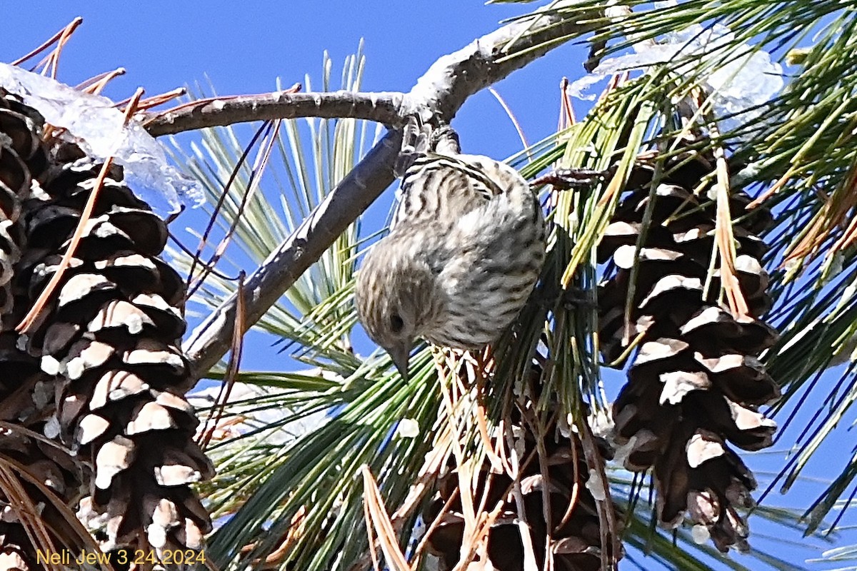 Pine Siskin - ML616428885