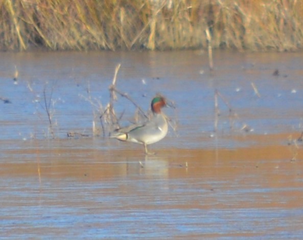 Green-winged Teal - ML616428896