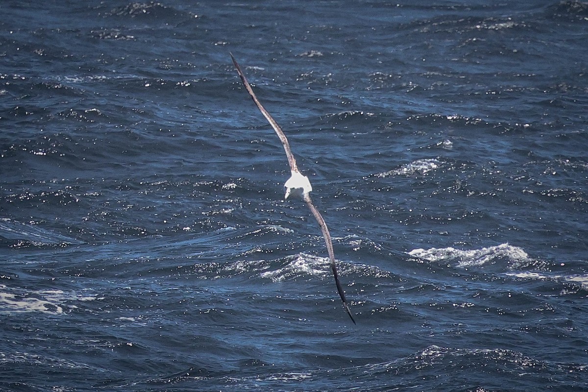 Northern Royal Albatross - ML616428900