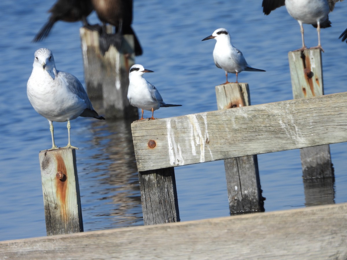 Forster's Tern - Tracy f