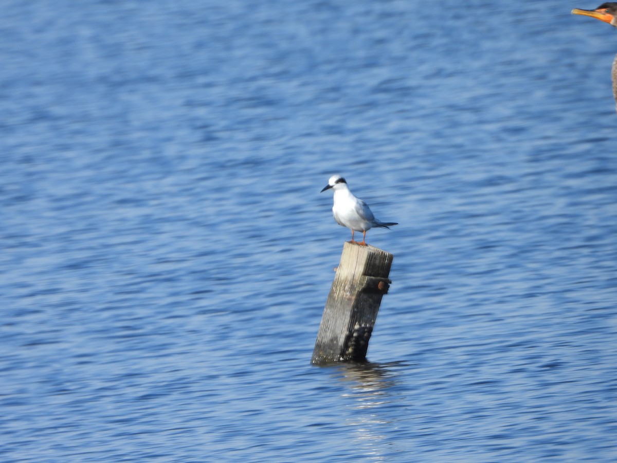 Forster's Tern - ML616428907