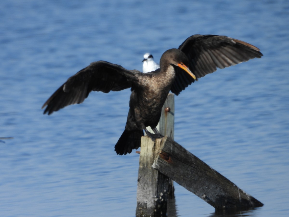 Cormoran à aigrettes - ML616428951